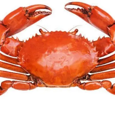 Sea-Red Crab