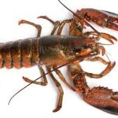 Lobster