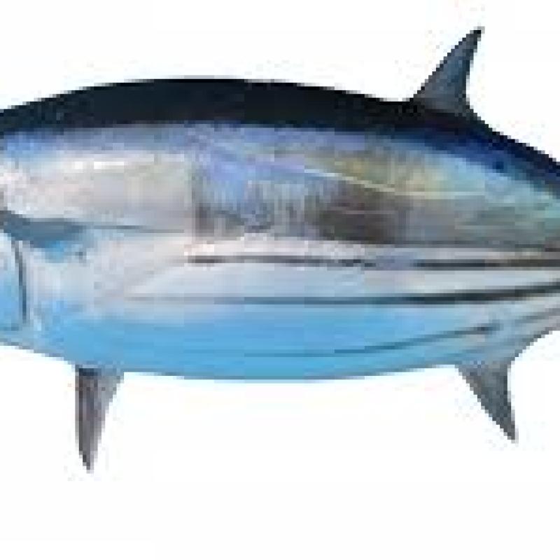 Tuna